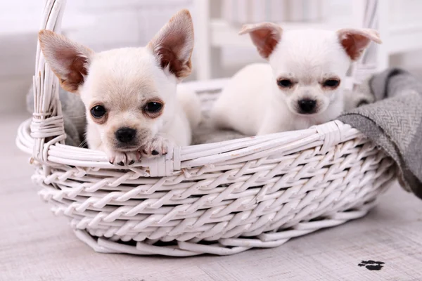 Adorables perros chihuahua en canasta en la habitación —  Fotos de Stock