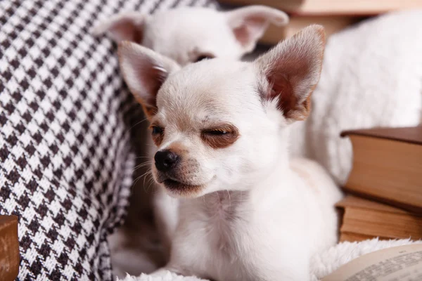 Adorabile cane chihuahua con libri sul divano — Foto Stock