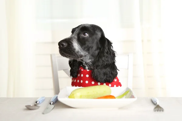 Perro mirando el plato de verduras frescas en la mesa de comedor —  Fotos de Stock