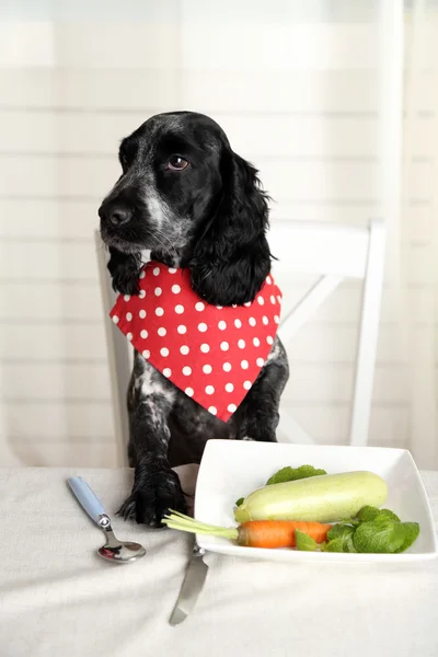 Cão olhando para prato de legumes frescos na mesa de jantar — Fotografia de Stock