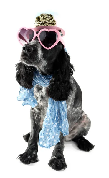 Cão bonito com óculos de sol, boné e cachecol isolado no fundo branco — Fotografia de Stock