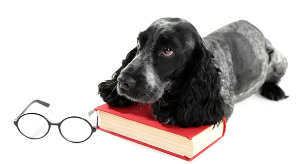 Spaniel russo com livro e óculos — Fotografia de Stock