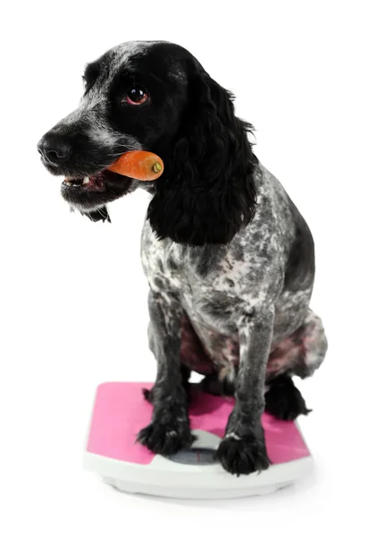 Собака з морквою в масштабі — стокове фото