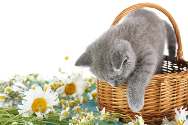 Katje in rieten mand met chamomiles — Stockfoto