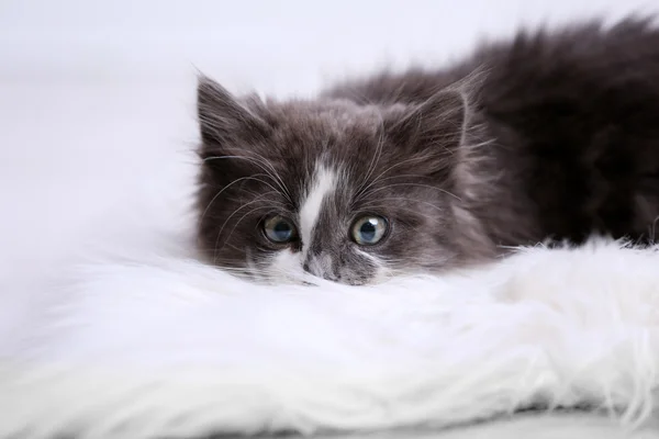 Gatinho cinza bonito no tapete — Fotografia de Stock