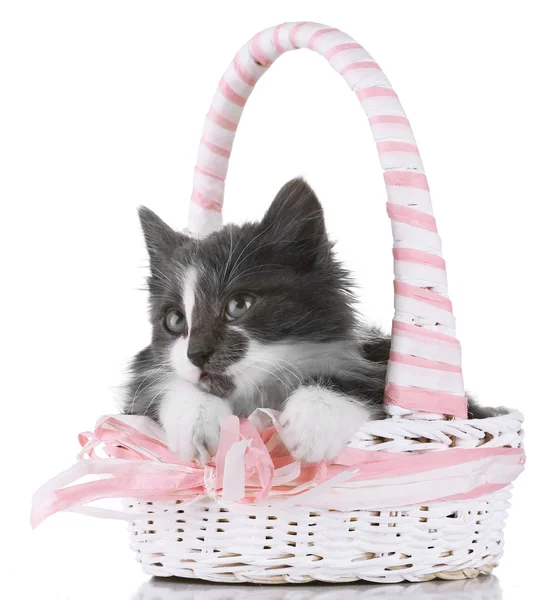 Gray kitten in basket — Stock Photo, Image