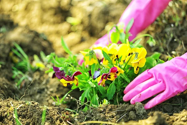 Weibliche Hände in rosa Handschuhen Blumen pflanzen, Nahaufnahme — Stockfoto