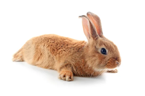 Pequeño conejo aislado en blanco — Foto de Stock