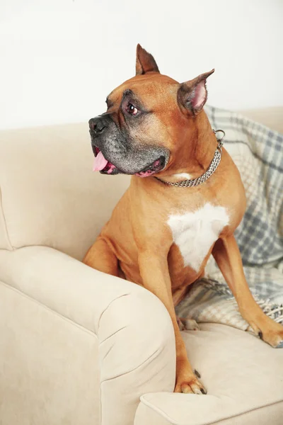 Cute dog sitting on sofa — Stock Photo, Image
