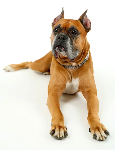 Lindo perro aislado en blanco — Foto de Stock