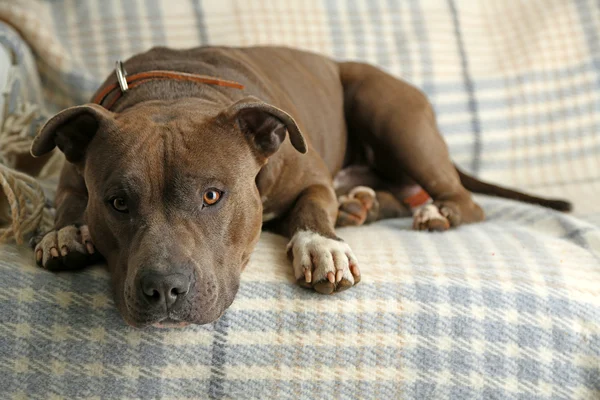 Cute dog lying on sofa — Stock Photo, Image