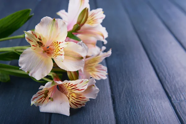 Beautiful alstroemeria on wooden background — Stock Photo, Image