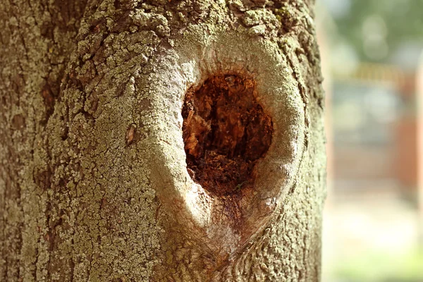 Dutý strom detail — Stock fotografie