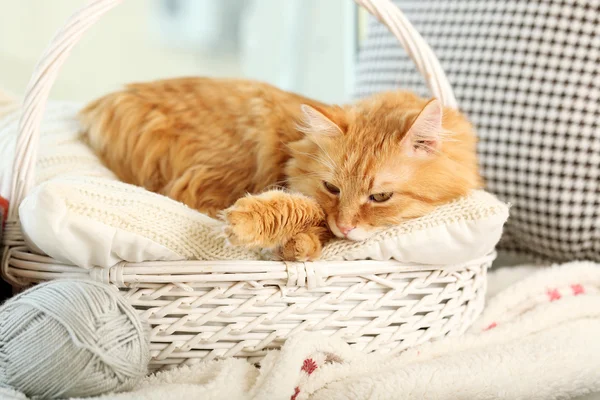 Gato rojo descansando en interiores —  Fotos de Stock