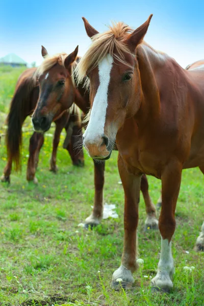 Beautiful horses grazing on meadow — Stock Photo, Image