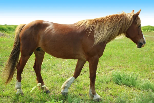 Красивий коричневий кінь пасеться на лузі — стокове фото