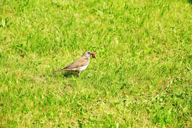 kuş gagası yeşil çim arka plan üzerinde solucan ile