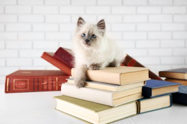 Kitaplar ile şirin küçük kedi