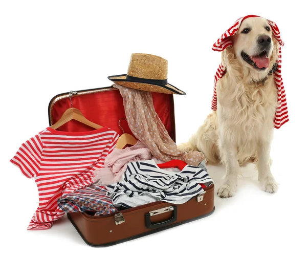 Cute labrador met koffer geïsoleerd op wit — Stockfoto