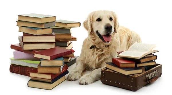 Labrador med hög av böcker — Stockfoto
