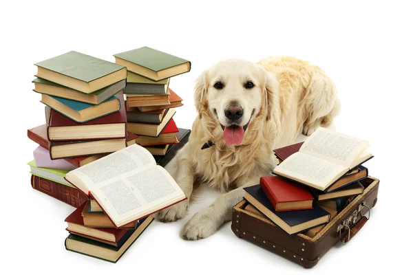 Labrador mit Bücherstapel — Stockfoto