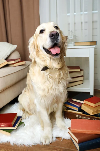 Labrador s hromadou knih — Stock fotografie