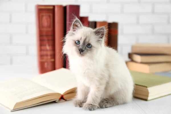 Cute little cat with books — Stock Photo, Image