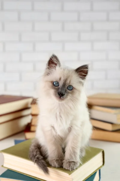 Gatinho bonito com livros — Fotografia de Stock