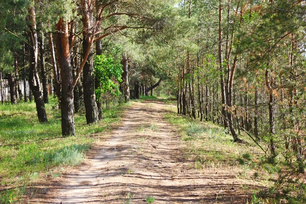 在森林里的路 — 图库照片