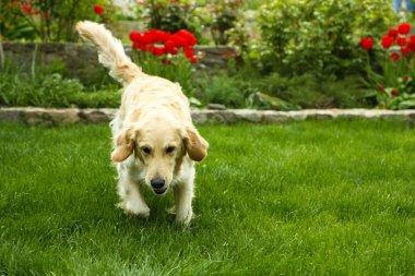 açık havada yeşil çimenlerin üzerinde top oynamaktan çok güzel labrador