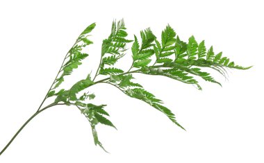 Yeşil fern yaprak üzerinde beyaz izole