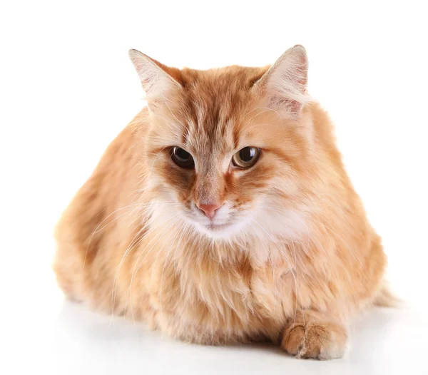 Rote Katze liegend, isoliert auf weißem Hintergrund — Stockfoto