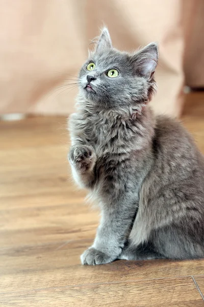 Gatinho cinza bonito no chão em casa — Fotografia de Stock