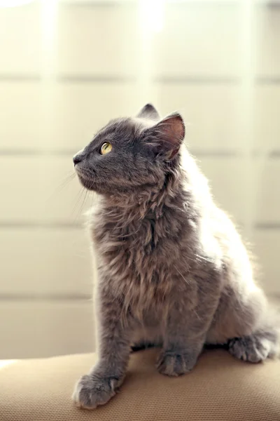 Carino gattino grigio sul divano di casa — Foto Stock
