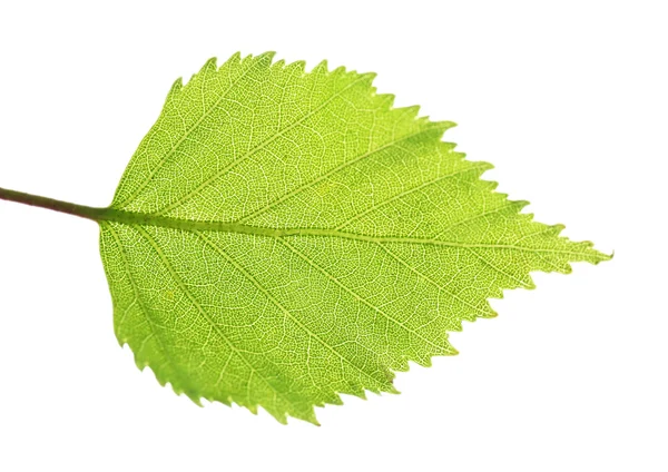 Spring birth leaf, isolated on white — Stock Photo, Image