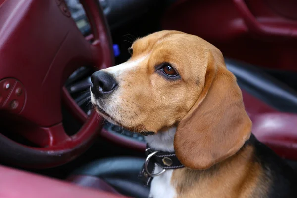 Αστεία χαριτωμένο σκυλί στο αυτοκίνητο — Φωτογραφία Αρχείου