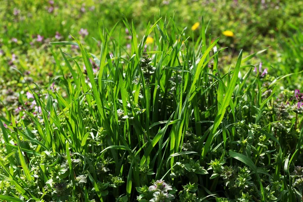 Hermoso prado verde con flores en primavera — Foto de Stock