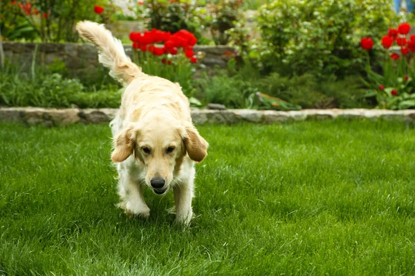 Adorable Labrador playing with ball on green grass, outdoors — Stock Photo, Image