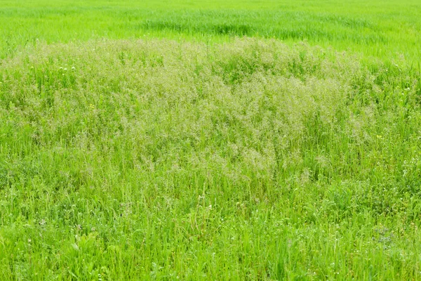 Campo de primavera verde — Fotografia de Stock