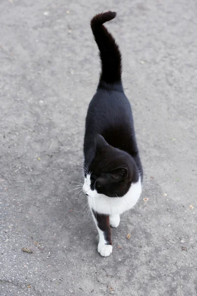 ホームレス猫屋外 — ストック写真