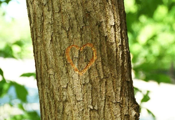Serce rzeźbione w drzewie — Zdjęcie stockowe