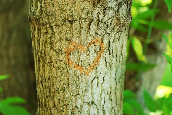 Corazón tallado en árbol — Foto de Stock