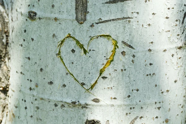 Corazón tallado en árbol — Foto de Stock