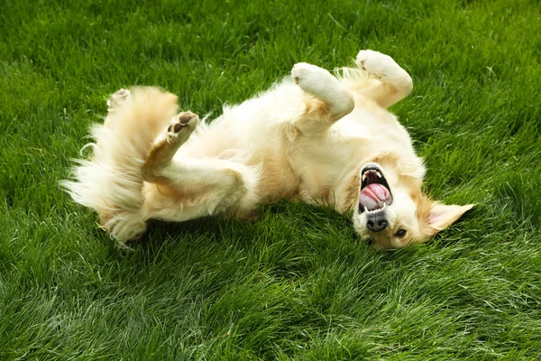 Adorable Labrador lying on green grass, outdoors Stock Image