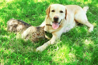 dostça köpek ve kedi