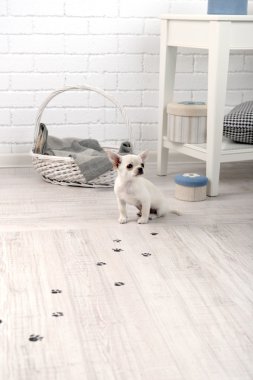 çok güzel chihuahua köpek