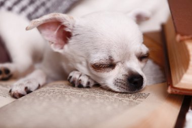 çok güzel chihuahua köpek