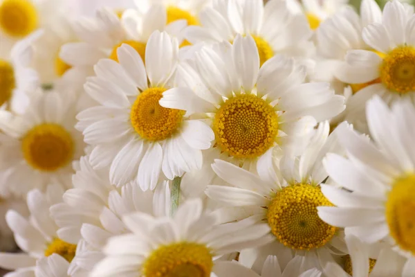 Schöner Strauß Gänseblümchen — Stockfoto