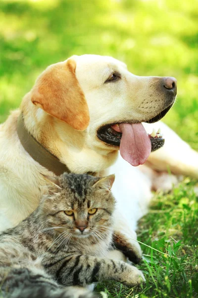 Vriendelijke hond en kat — Stockfoto