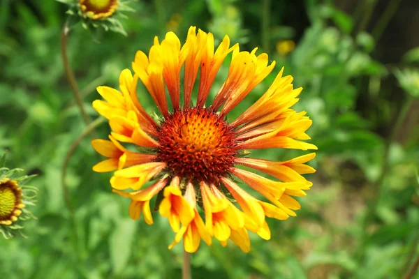 Blommor på blomsterrabatt, närbild — Stockfoto